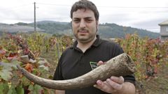 Xos� Lois Sebio, en una de sus vi�as de cultivo biodin�mico