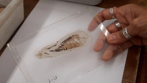 Embri�n de bivalvo fosilizado, de hace 125 millones de a�os