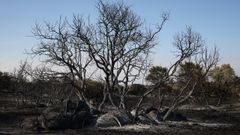Terreno quemado en Chapiner�a, Comunidad de Madrid.