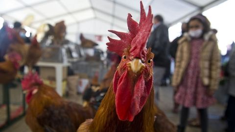Un gallo y unas gallinas a la venta en un mercado en Arteixo