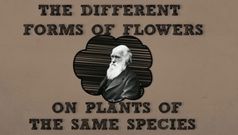 La Universidad de Vigo explica las flores �favoritas� de Darwin