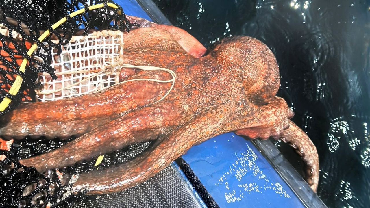 Gardacostas actúa contra furtivos el mismo día en Muros, Cabana de Bergantiños, Vigo y en las rías de Pontevedra y Ferrol