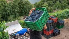 El cupo para la uva tinta mantendr� este a�o el l�mite de 7.500 kilos por hect�rea