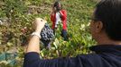 Participantes en una ruta del Viobs vendimian en una via de Vilach de Salvadur