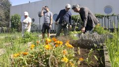 Robos en la huerta comunitaria de Canido.Robos en la huerta urbana de Canido, en Ferrol