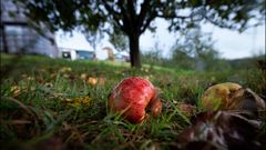 El proceso de tratamiento de la manzana y elaboracin de la sidra en San Roman, Asturias