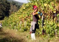 Vendimia en las Bodegas de R�as Baixas.