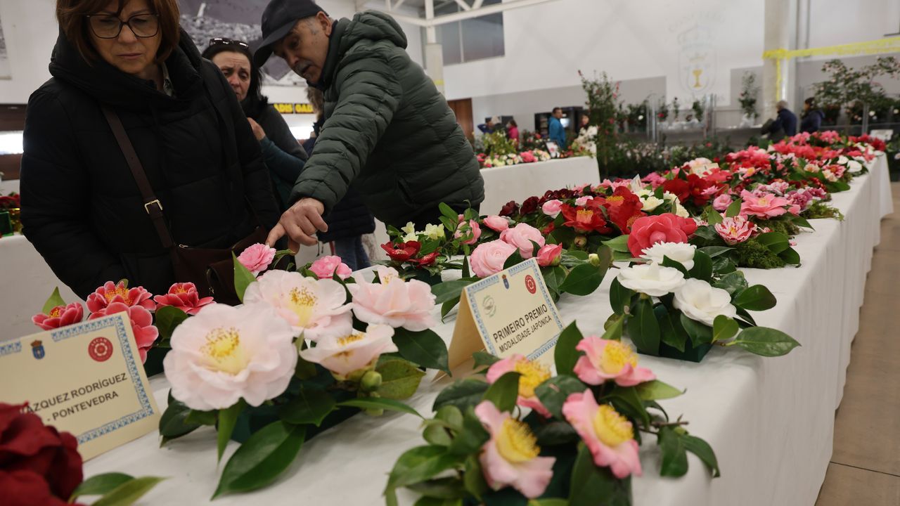 Cambados, capital de la camelia con más de cuatrocientas variedades