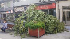 El �rbol cay� sobre un hombre que estaba descansando en un banco.