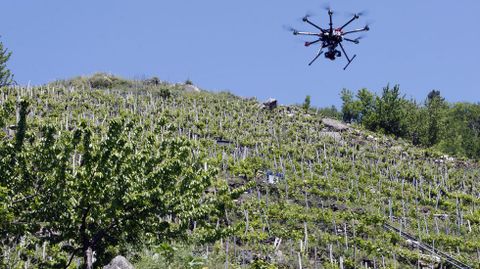 Un dron sobrevuela un viedo en bancales de la ribera del Mio en Chantada