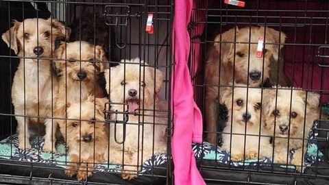 Perros rescatados de un piso de Oviedo donde conviv�an 39 canes y 17 gatos, cuya due�a sufre 's�ndrome de No�'. 
REMITIDA / HANDOUT por MUNDO VIVO ORG