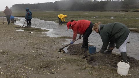 Mariscadoras y asistencia t�cnica en labores de cuidados y muestreo en A Basa, el pasado mi�rcoles.