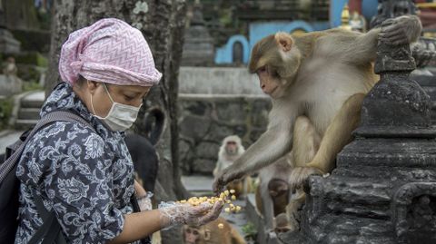 Una mujer con mascarilla dándole de comer a los monos en Nepal