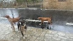 Imagen de los perros que causan miedo a los vecinos.