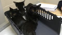 Con pasamonta�as y guantes para... abandonar a seis gatos