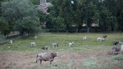 Petramora vender en Santiago productos de su ganadera Labada, con reses que pastorean en una dehesa en Zamora