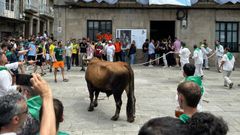 Pen�ltimo d�a de la Festa do Boi de Allariz