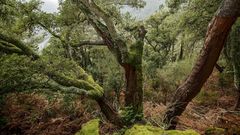 Bosques de la Ribeira Sacra y O Courel, patrimonio vivo