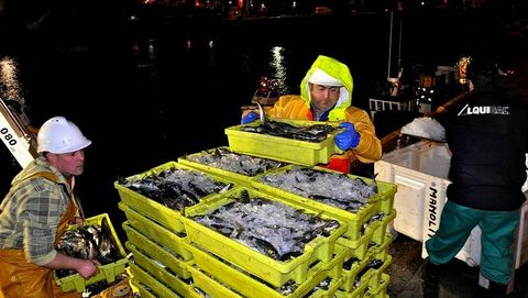 Descarga de pescado en el puerto de Malpica