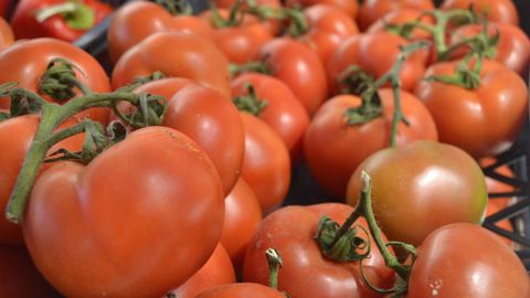 Imagen de archivo de unos tomates