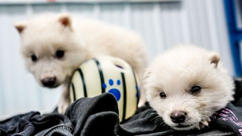 Rómulo y Remo, cachorros de lobo huargo, una especie extinguida hace miles de años recuperada ahora por la biotecnología