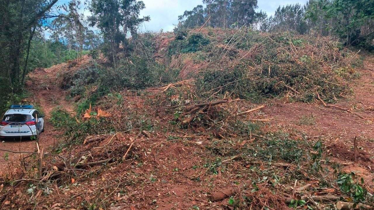 Culleredo traslada a la Xunta la tala de Celas ante posibles irregularidades
