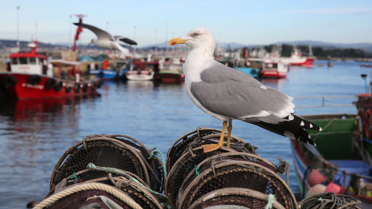 Detectado un novo caso de gripe aviaria en Galicia, o décimo en aves silvestres no que vai de ano