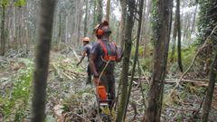 Dos operarios trabajan en una tala en un monte de Ortigueira, en una imagen de archivo