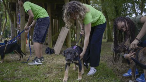 Perros en adopci�n del refugio Garatuxa, el a�o pasado en Outeiro de Rei
