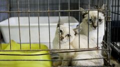 Dos gatos en el Refuxio de Bando, en Santiago de Compostela
