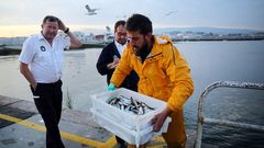El tope para la descarga de sardina del xeito volver� a ser diario el pr�ximo d�a 2 de julio