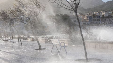 El viento inclina los �rboles en un paseo mar�timo.