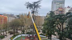 Arranca la tala de dos �rboles que corr�an peligro de caer en el parque de San L�zaro de Ourense.