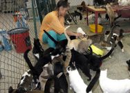 Las voluntarias piden pienso y arena para los animales para poder afrontar los gastos. 