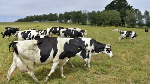 Vacas pastando, en una imagen de archivo
