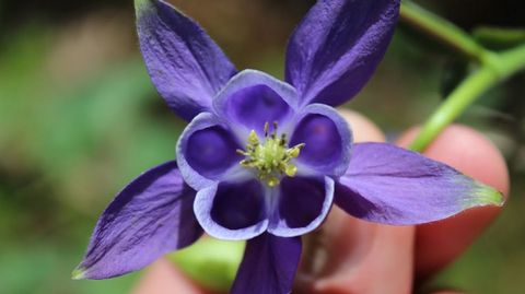 La aguile�a com�n (Aquilegia vulgaris) es un potente cicatrizante 

