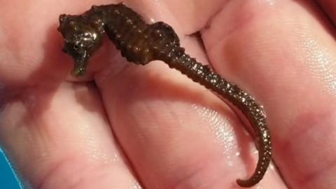 El caballito de mar que Rogelio Santos Queiruga devolvi� vivo all agua