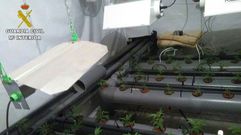 420 plantas de marihuana en una vivienda de Rois