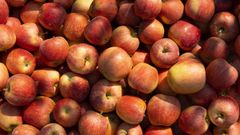 Imagen de manzanas de la  Indicaci�n Geogr�fica Protegida Poma de Girona