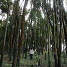 El espectacular tama�o de los �rboles impresiona al paseante