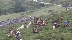 La Rapa de Campo do Oso se celebr� hasta el 2023 en zona litigiosa y el curro fue destrozado