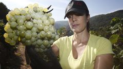 Vendimia de variedades de uva blanca, la pasada campaa, en un via de Abeleda