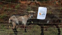 La Plataforma pola Defensa do Monte ha puesto en marcha con Naturgy un proyecto piloto para que las cabras limpien de vegetacin el entorno de las lneas de media tensin.