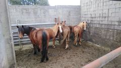 Caballos capturados en la parroquia de Gra�as do Sor, en el municipio de Ma��n, el 23 de febrero
