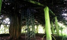 Foto de archivo del �rbol tomada en el a�o 1998, cuando ya se alertaba del deterioro. 