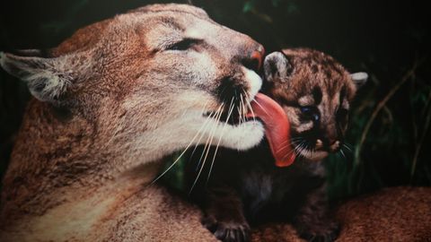 Exposici�n Mi�a nai, maternidades e cr�as no mundo animal en Afundaci�n.