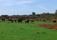 Imagen de las vacas con sus terneros en los terrenos de la antigua bater�a de O Pieiro. 