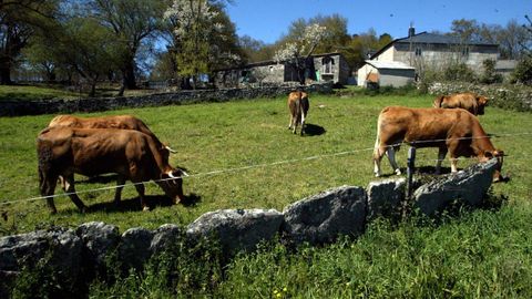 Las vacas de raza rubia gallega están presentes en muchas comarcas de Lugo