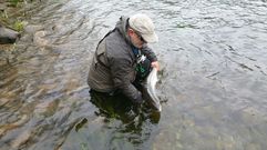 Suelta de un salm�n en el Narcea