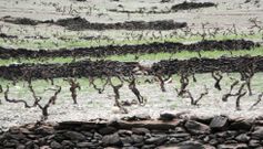 Las viejas vi�as anegadas por el Mi�o quedaron al descubierto durante las obras del embalse de Belesar en el 2011. 